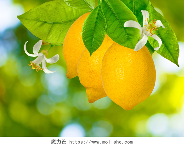 果树上的柠檬在花园里的树上柠檬的形象 